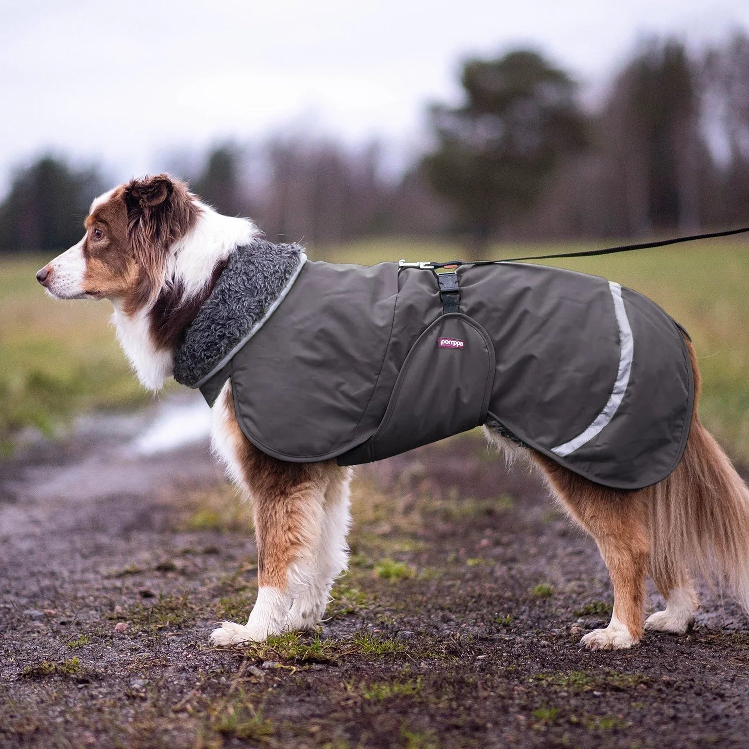 Dog Coats