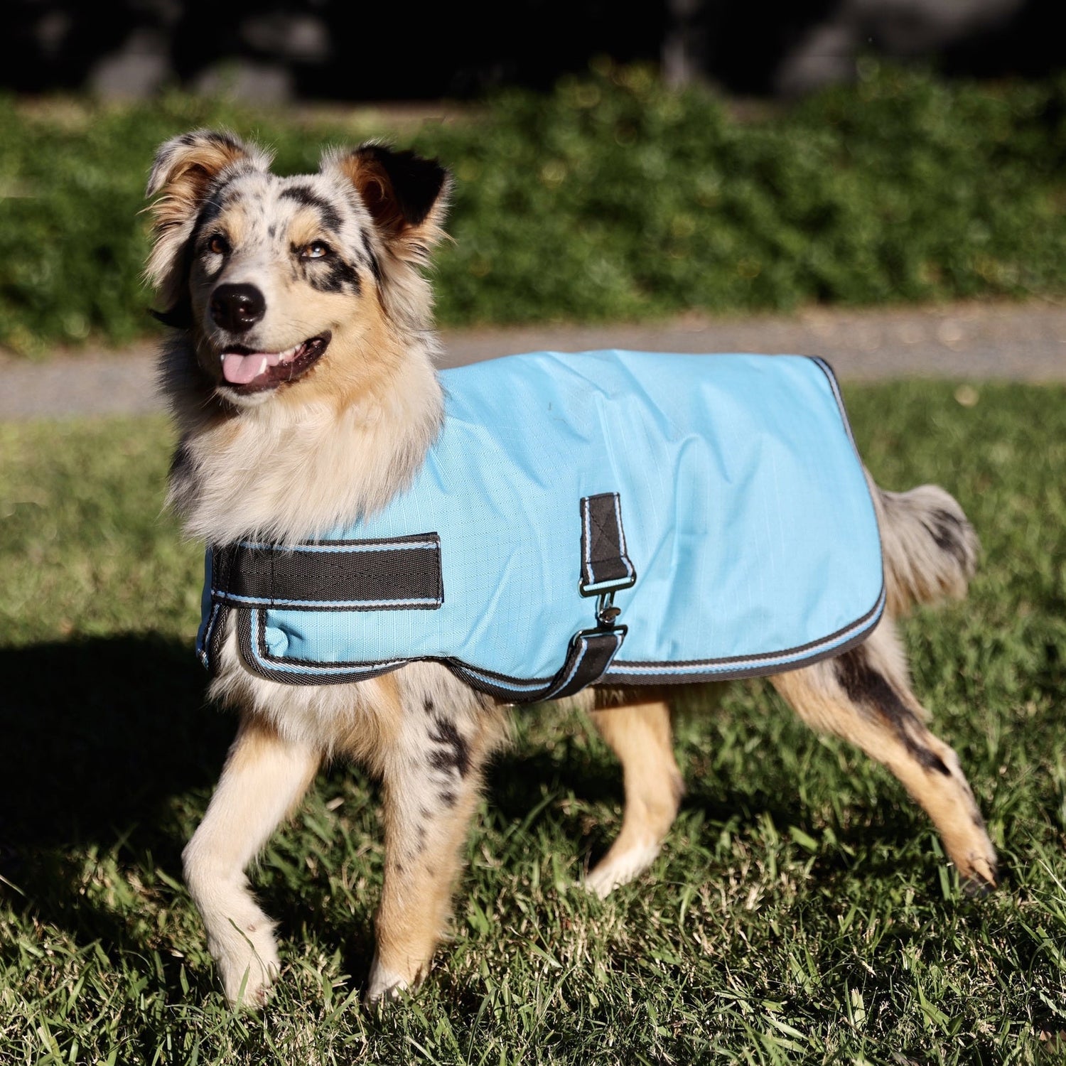 Pet Apparel