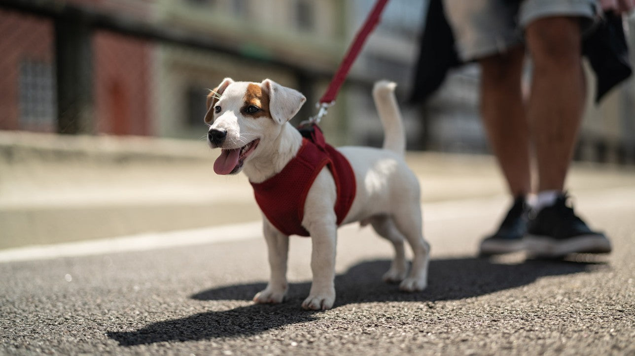 Collars & Leashes